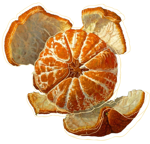 Hand-illustrated peeled orange, Santara Design's brand motif