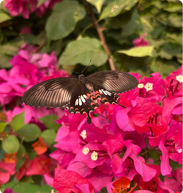 butterflies