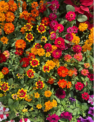 flowers